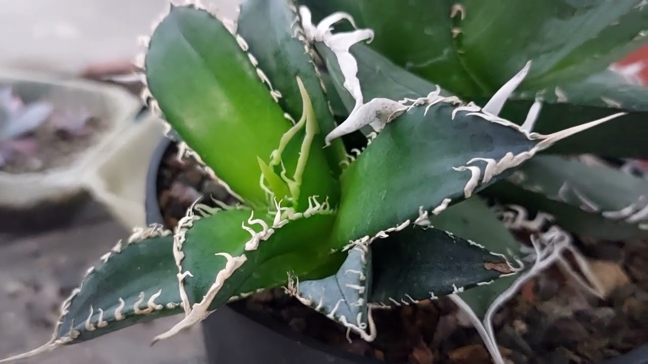 Agaves oteroi espinas totalmente blancas
