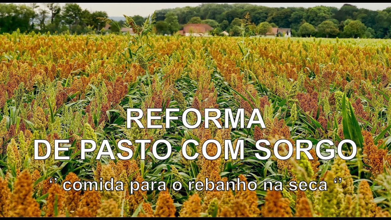 Reforma de pasto... sorgo + capim