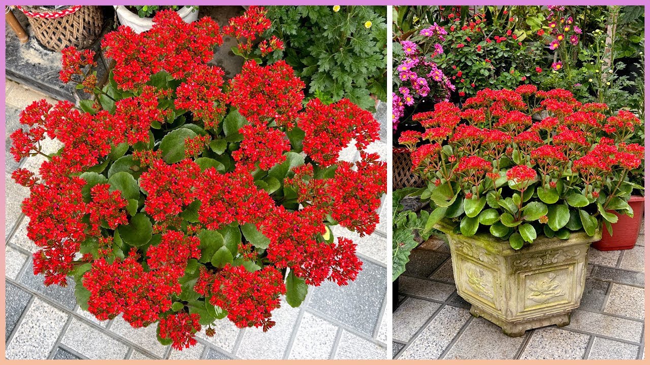 6 способов украсить пейзаж цветами для занятых людей, которые нельзя пропустить