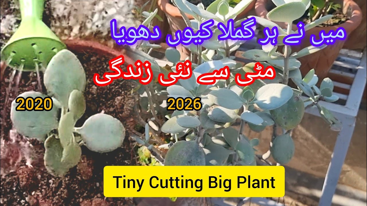 How I Sterlize Pots & Soil at Home| Silver Spoon Update| Pla t Journey| Washing Pots
