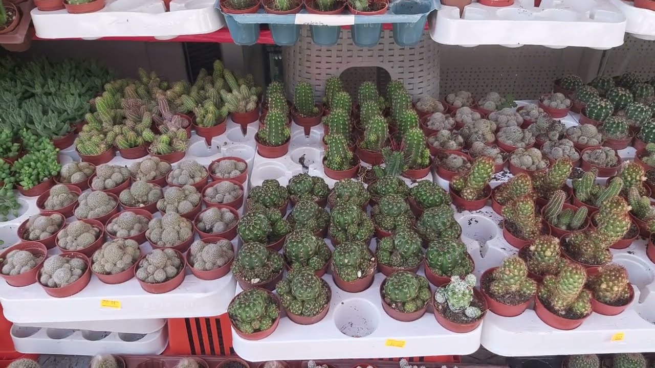 KAYALAR AVM-Sukulent-kaktüs-çiçek türleri ve fiyatları 🤩#succulent