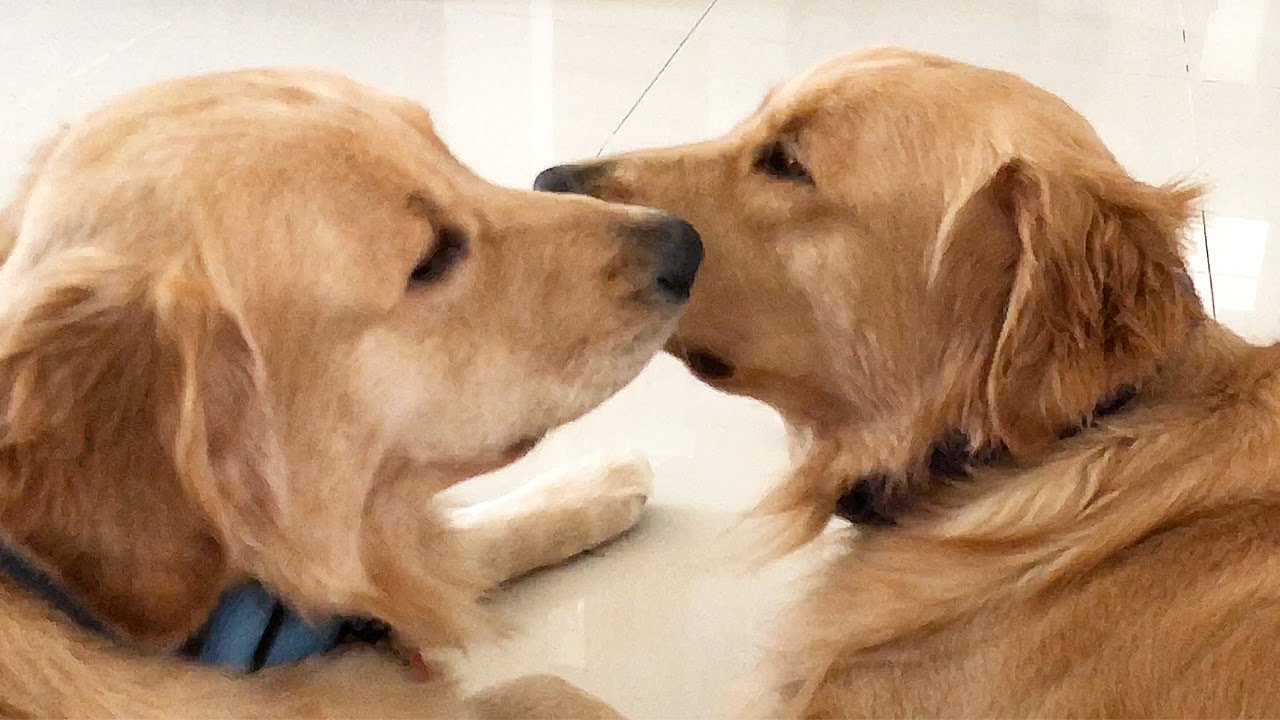 Golden retriever puppies play fighting and grooming each other