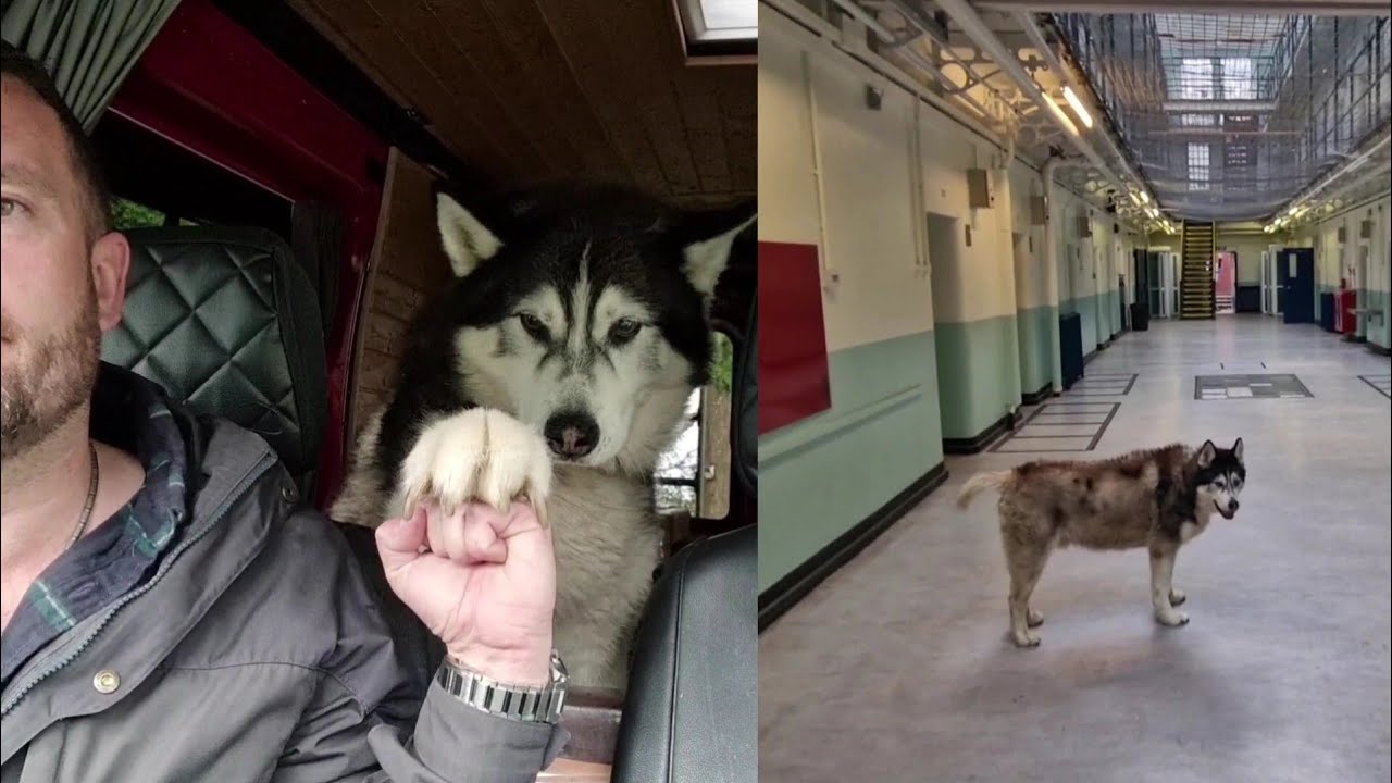 Husky Gets Taken To Jail!! So Scary!