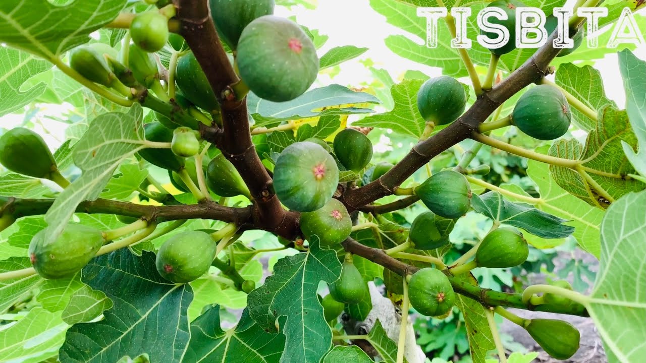 CULTIVO DE HIGO ÁRBOLES DE MÁS DE 1500 HIGOS