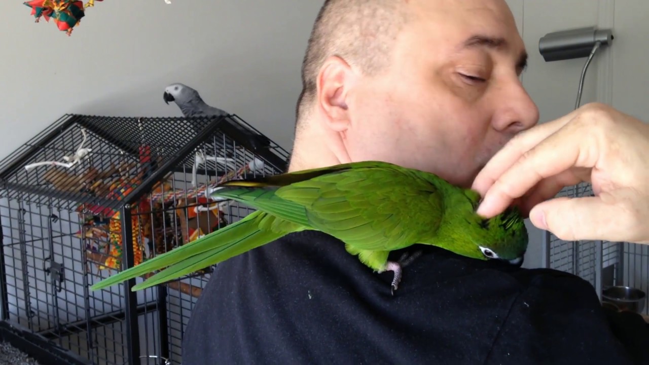 Comment apprivoiser un ara noble ou ara Han's - How to Tame a Noble Macaw or Han's Macaw