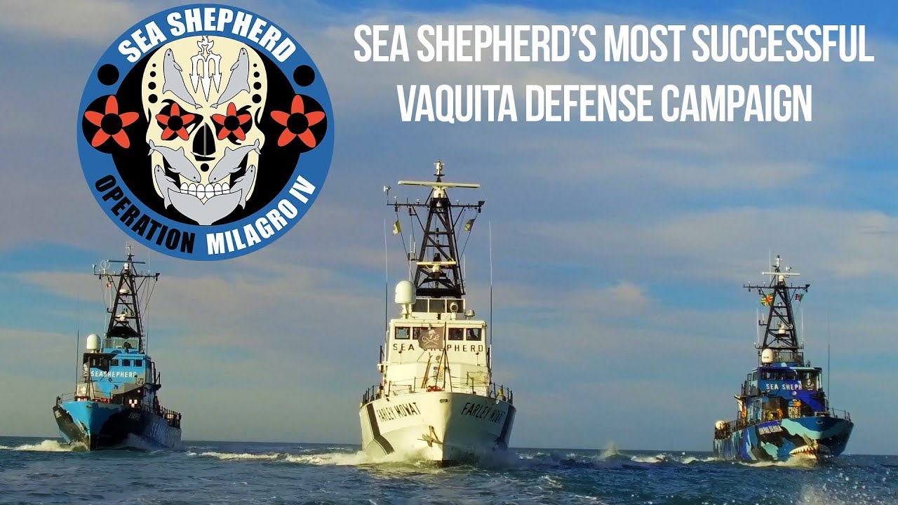 Operation Milagro IV: Sea Shepherd’s Most Successful Vaquita Defense Campaign