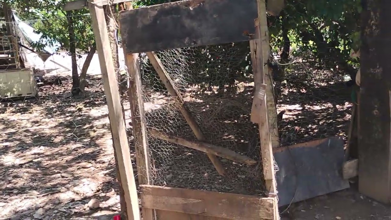 as criação de galinha caipira Curta e comentei e escreva no canal 