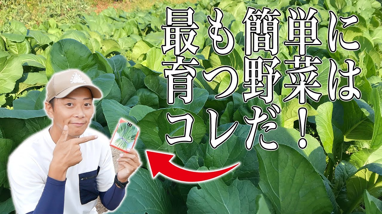 サラダ小松菜の種まき　生でも食べられる美味しい小松菜はコレです