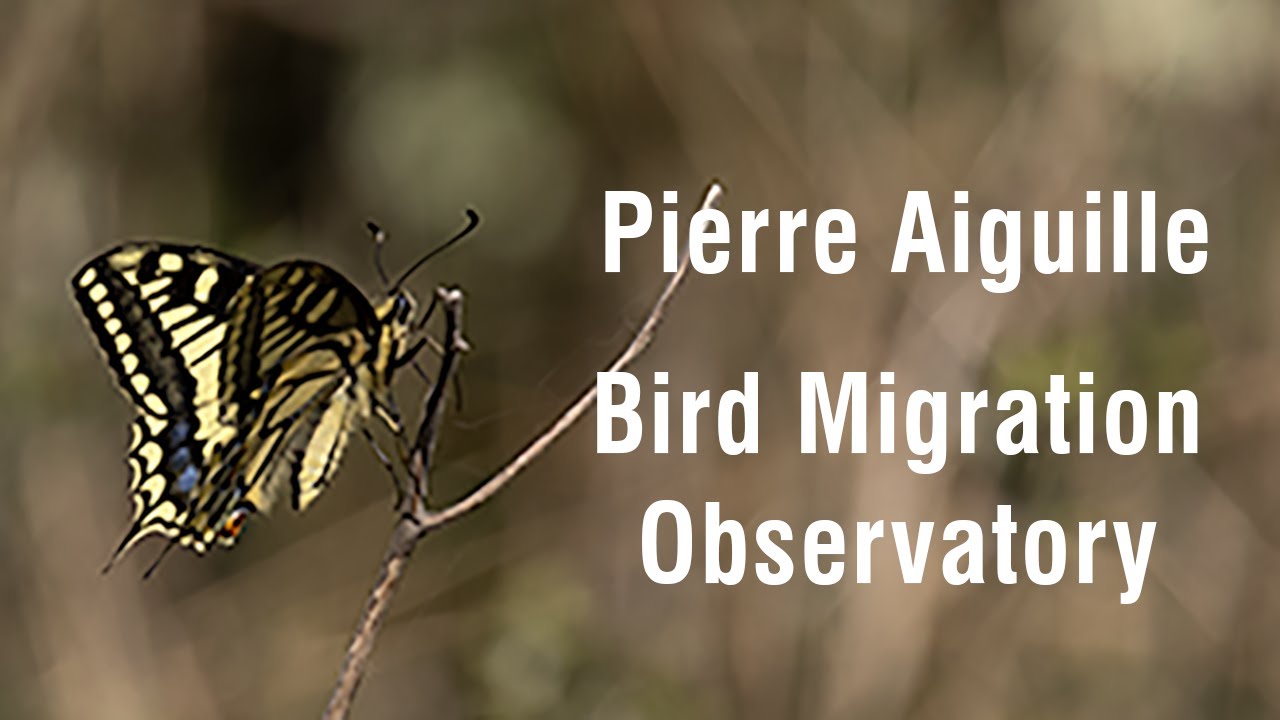 Pierre Aiguille Bird Migration Observation Site - Rhone Valley, France