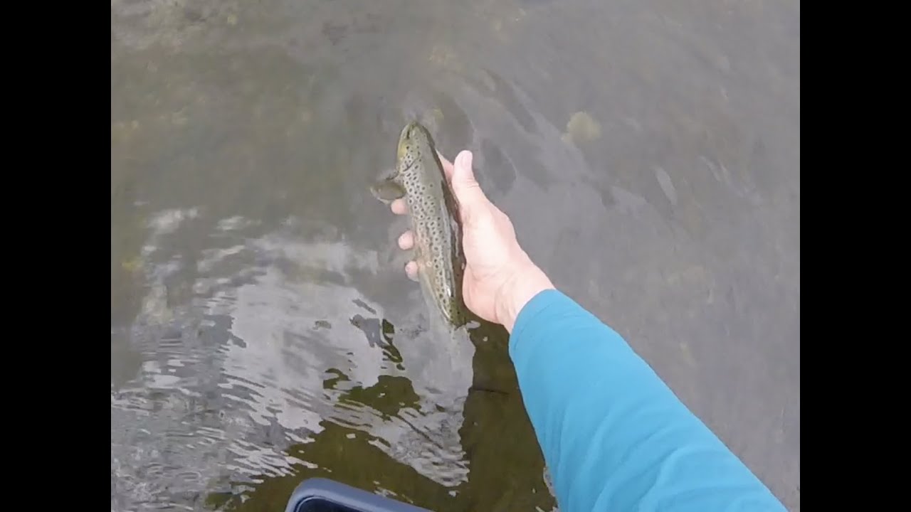 Beautiful wild Welsh Brown Trout, River Elwy, Dry Fly Greenwell's Parachute VCAC