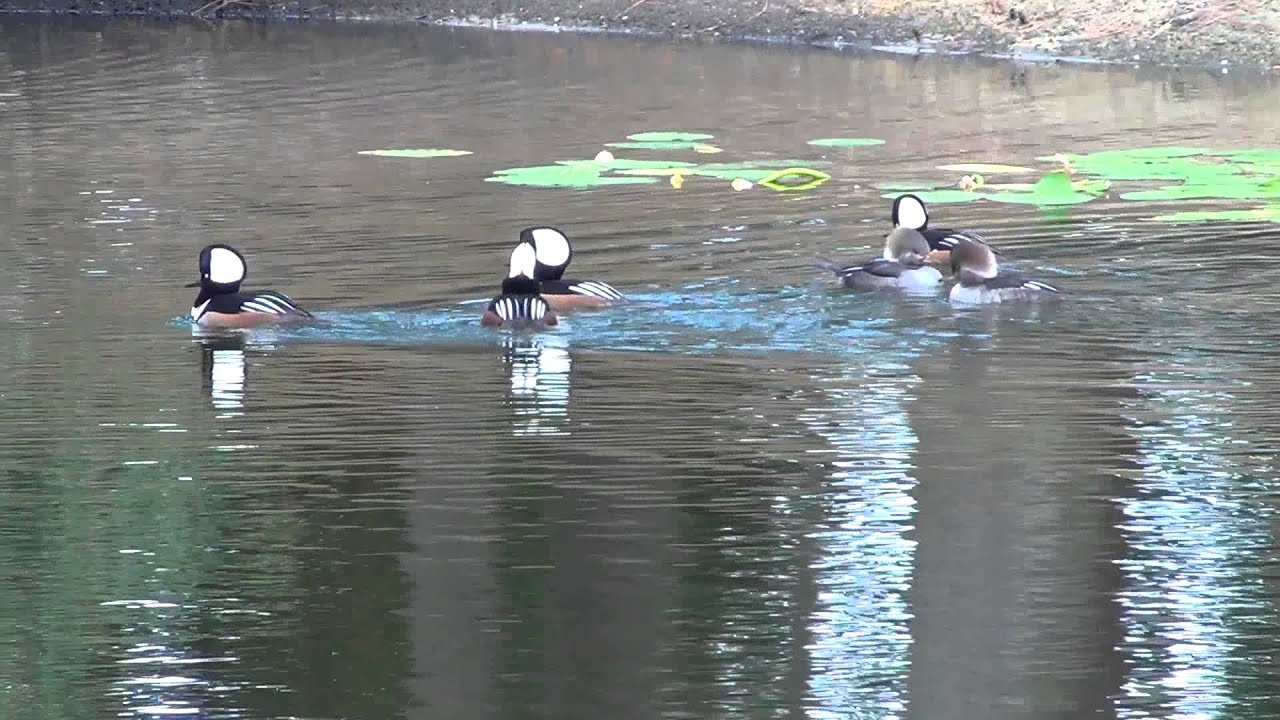 Hooded Merganser