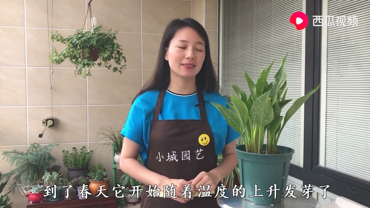 马蹄莲养护方法，做好这几点，开花爆盆，新芽不断