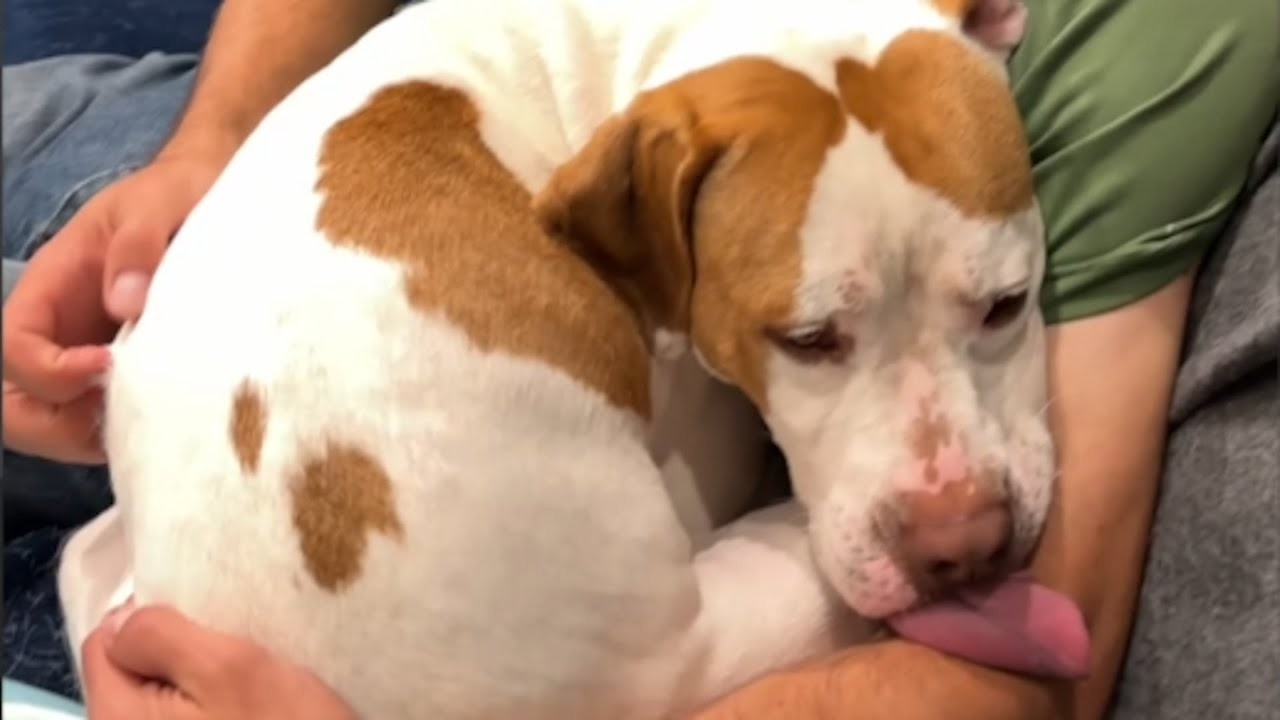 No One Wanted This Tongue-Out Shelter Dog — Here’s What Happened After We Brought Her Home