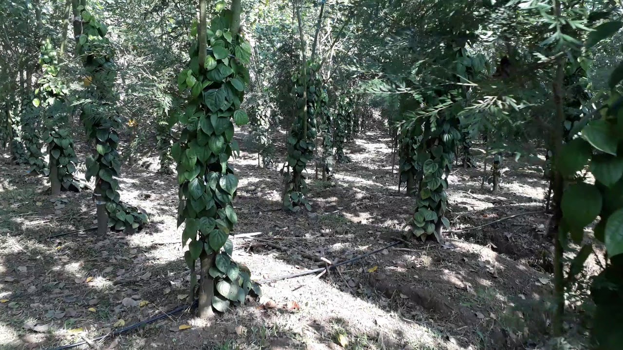 Black pepper plantation with dadaap pat 2