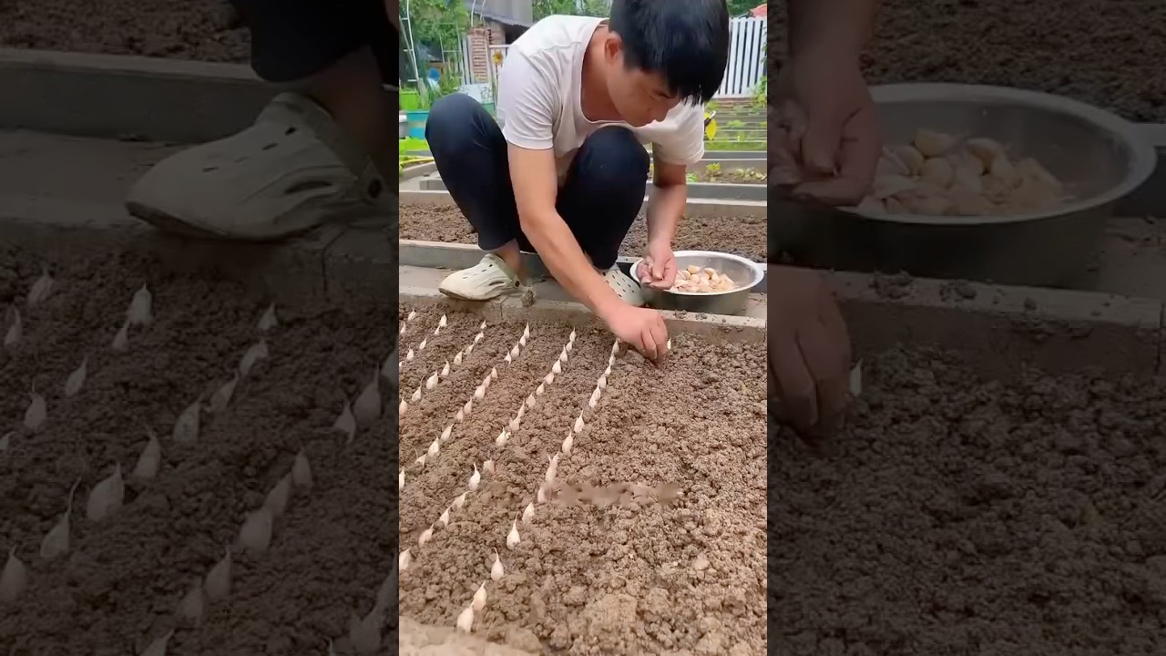 Вырастите чеснок самым простым способом!
