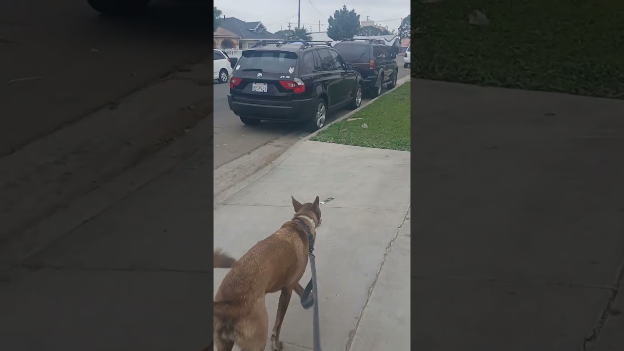 Looking like rain is coming..(Mary Jane & Miss Dinky)