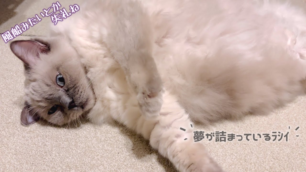 【猫】開眼眠ベテランのレフア嬢【春なのに冬戻り】白目　#ラグドール　#猫　#マンチカン 