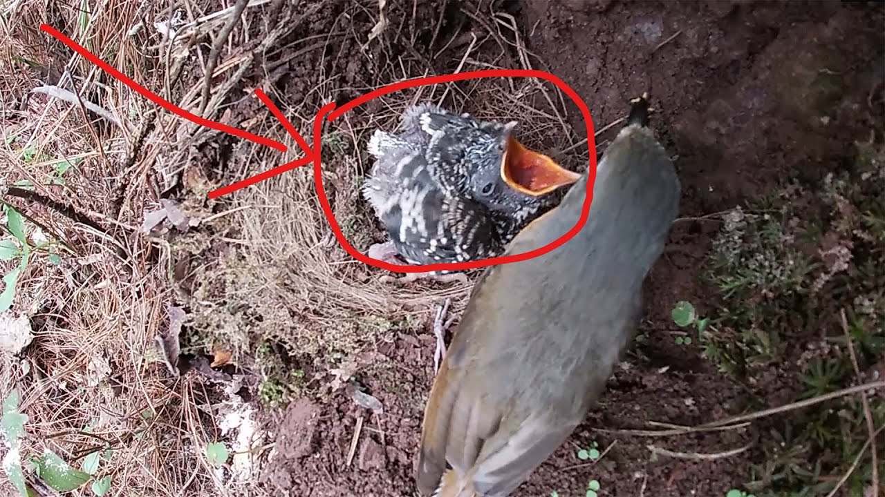 Day9,The cuckoo bird is sick, with a swollen belly and very weak