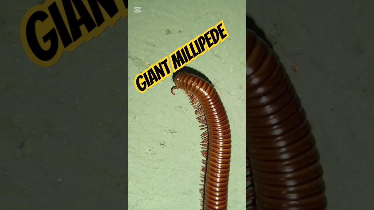 what a giant Millipede #wild #creation #millipede #centipede  #nature
