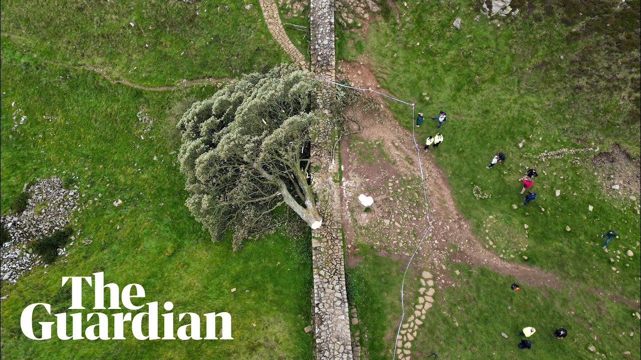 Boy arrested after famous Sycamore Gap tree cut down in Northumberland