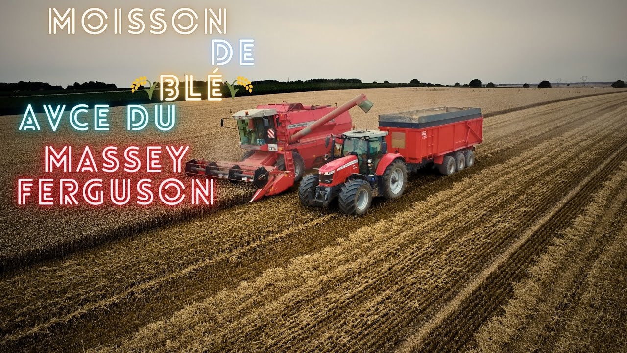 Moisson de blé 2024 avec que du massey ferguson 36