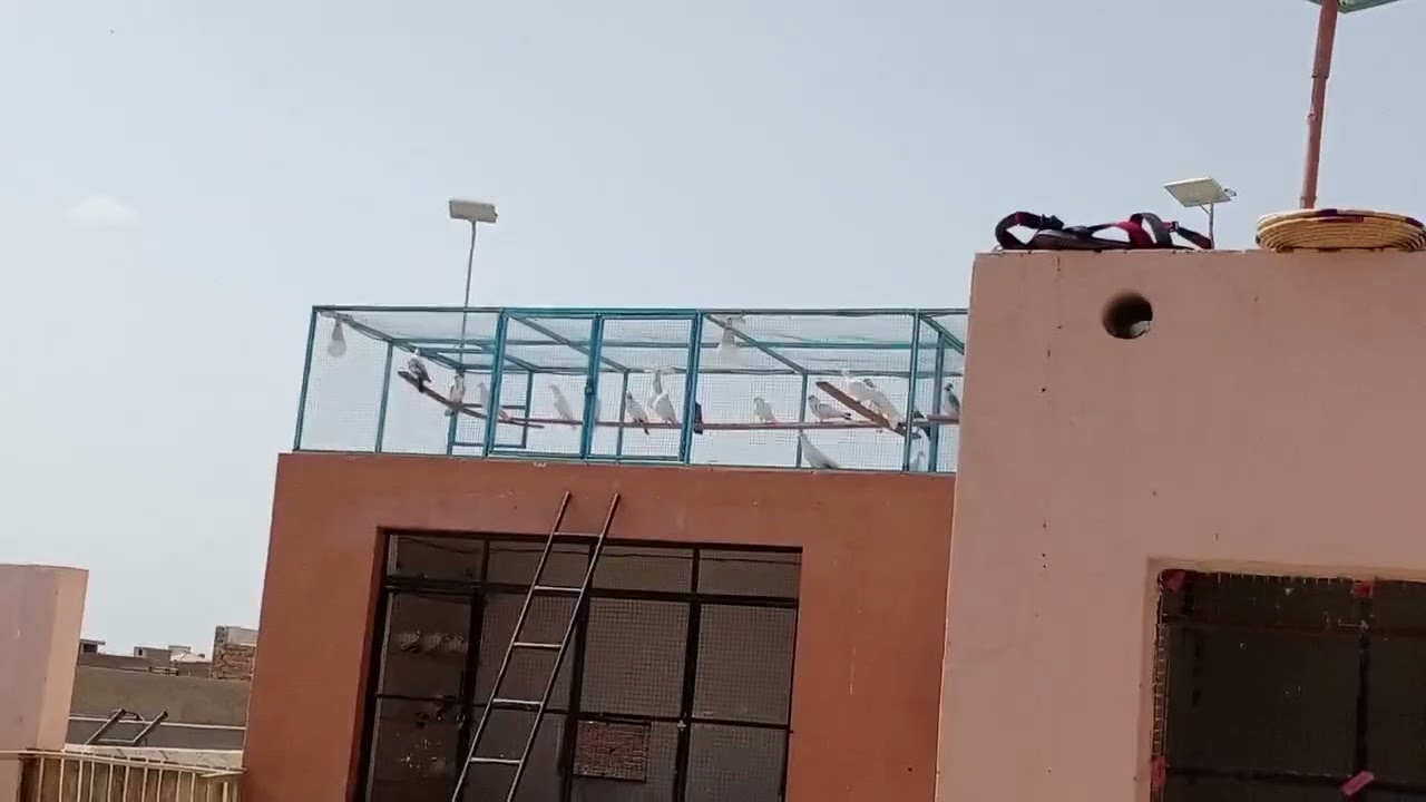 low flyer pigeon