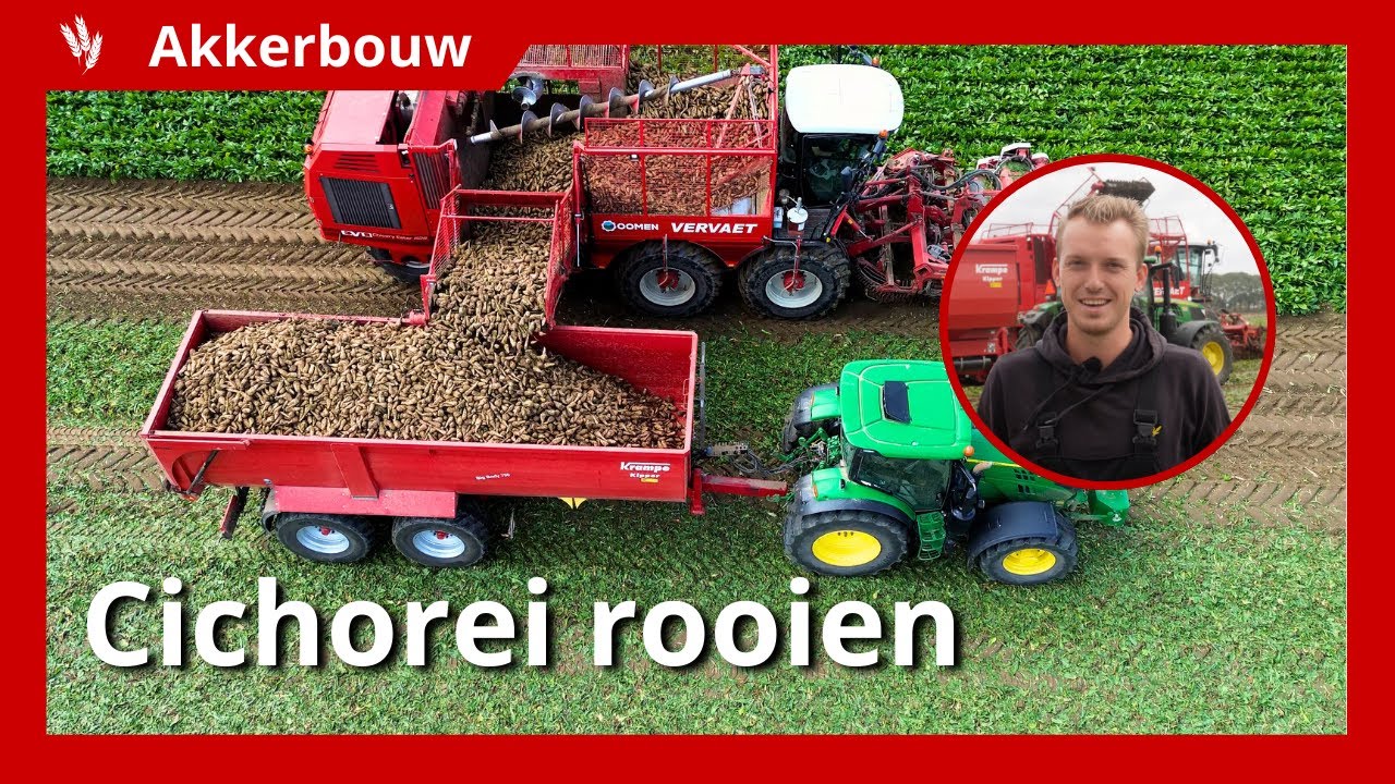 10 hectare cichorei voor de regenbuien oogsten