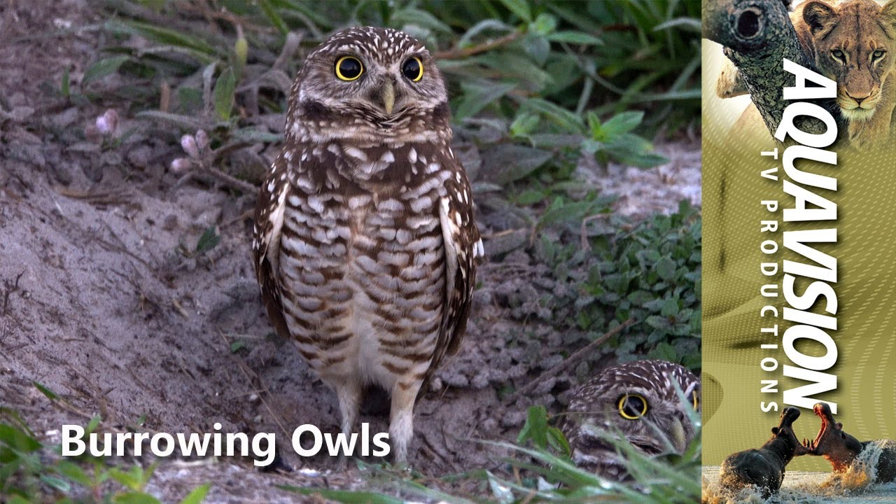 Bunking with Burrowing Owls: Nature's Coolest Roommates! 