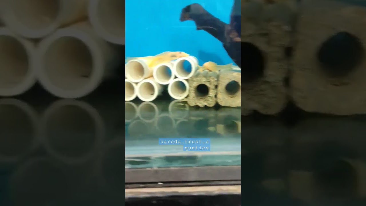 #pleco #l144 #bristlenosll #shortsvideo #aquariumfish #aquariumhobby #bristlenose