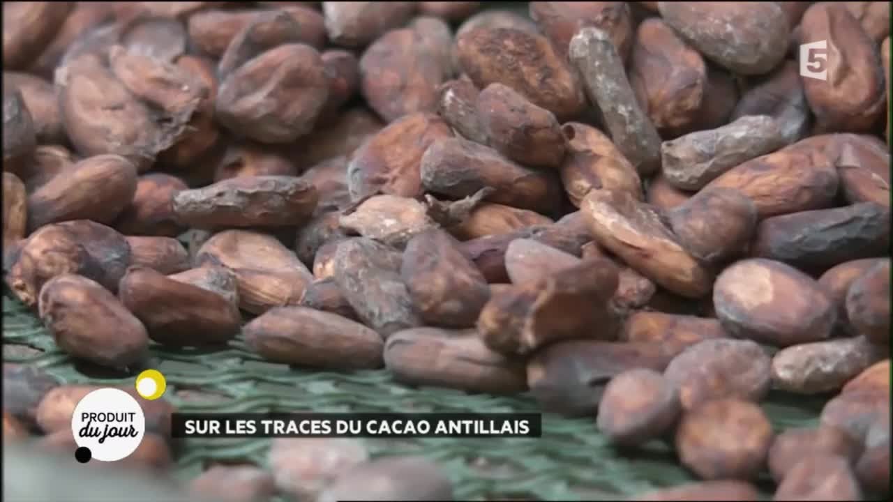 Sur les traces du cacao antillais