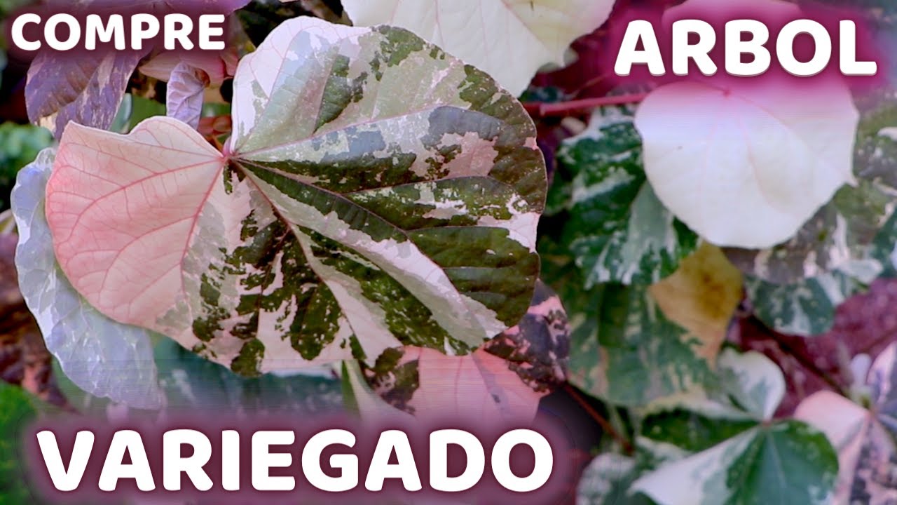 COMPRE UN INCREIBLE ARBOL VARIEGADO Y LO SEMBRAMOS || HUERTO CITADINO