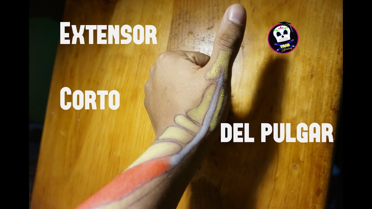 Extensor Corto del Pulgar