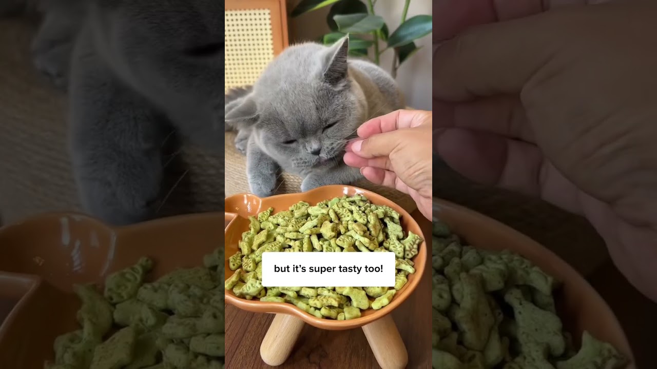 Посмотрите это, прежде чем покупать лакомства для кошек! 🙀