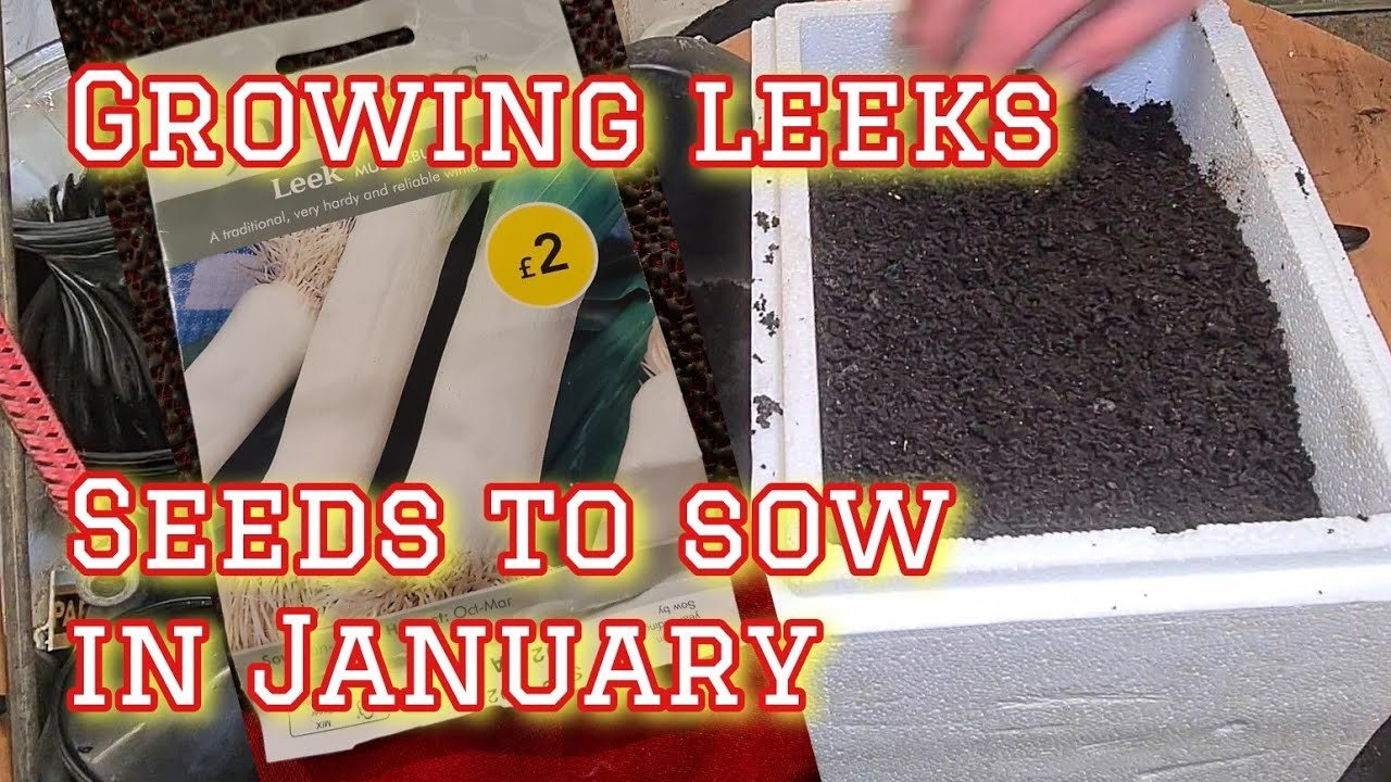 Growing Leeks, seeds to sow in January