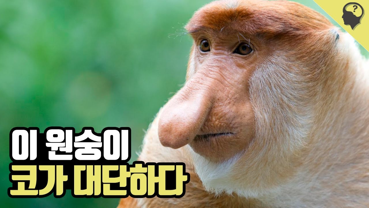코가 대단한 '코주부원숭이' 이야기
