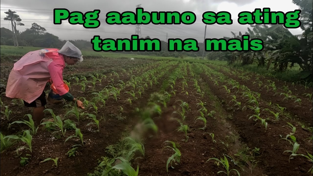 Ang gigilas na ng ating mais pagpataba sa mais at talbusan
