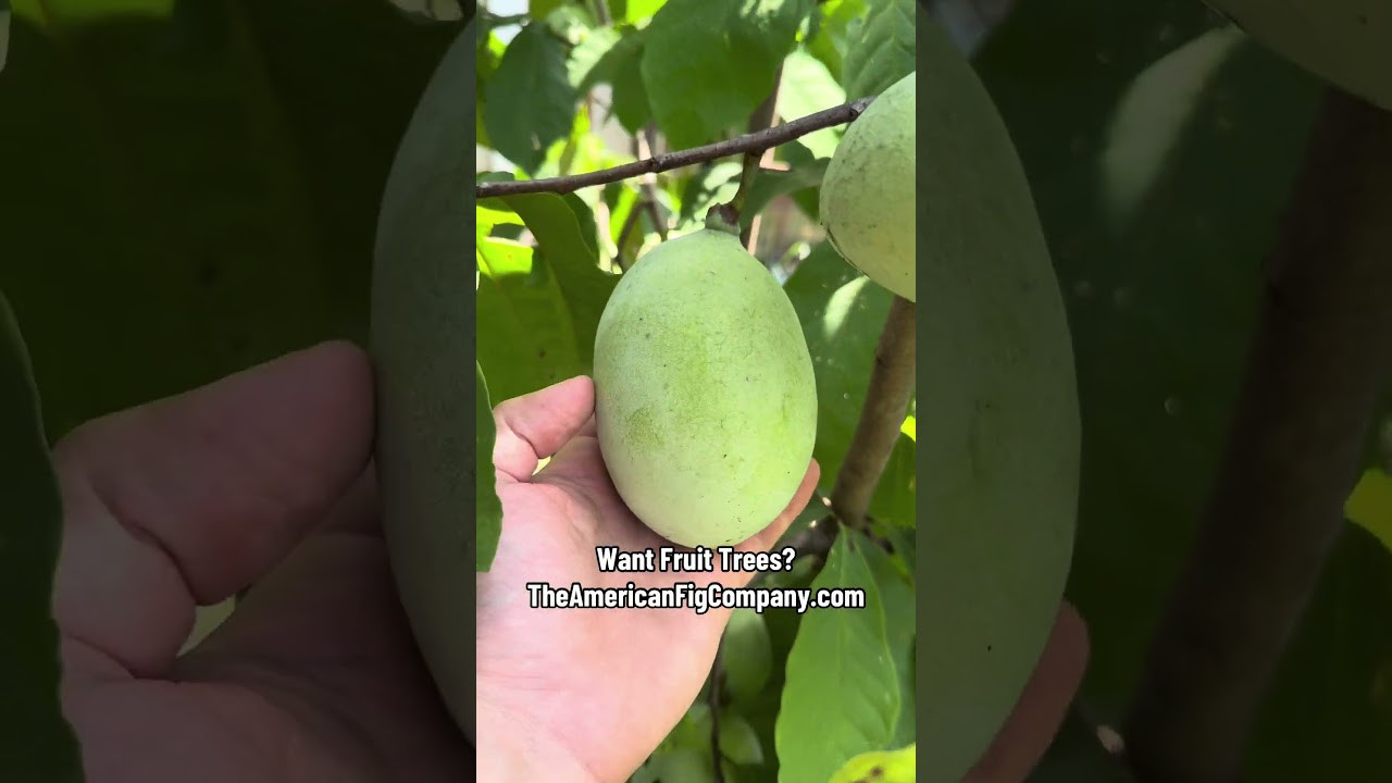 This Backyard Grows MORE Fruit Than a Grocery Store! (Zone 6 Food Forest)
