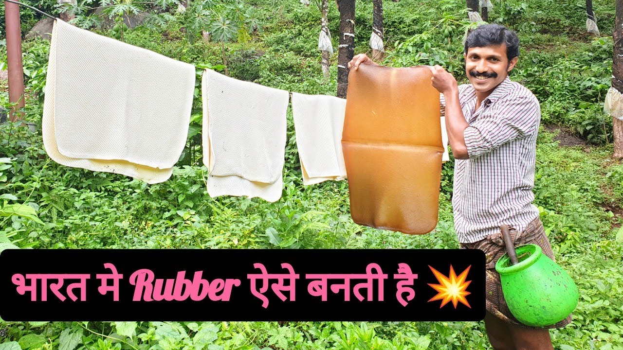 भारत मे Rubber ऐसे बनती है || Rubber Taping || Rubber Making || Hello Kisaan