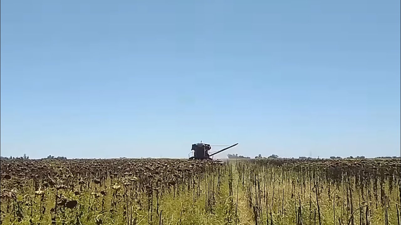 La cosecha no para | Dia 4 girasol🌻 2026