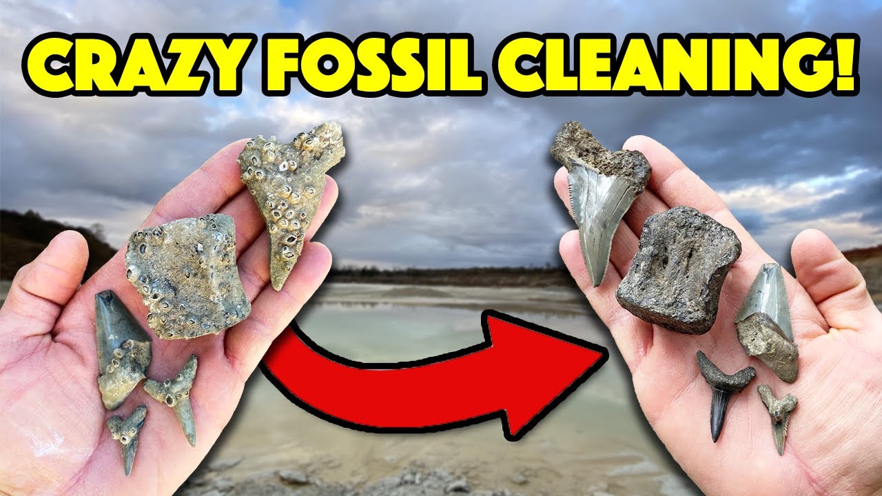 How to Clean Your Fossils [Satisfying Time Lapse!]