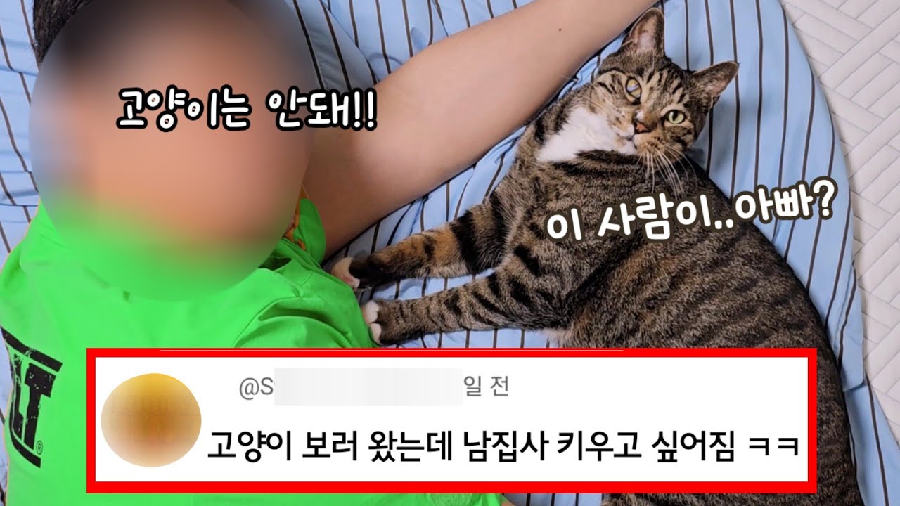 길고양이 입양 후 남편이 변했어요 :입양 반대하던 남자와 상위1% 고양이
