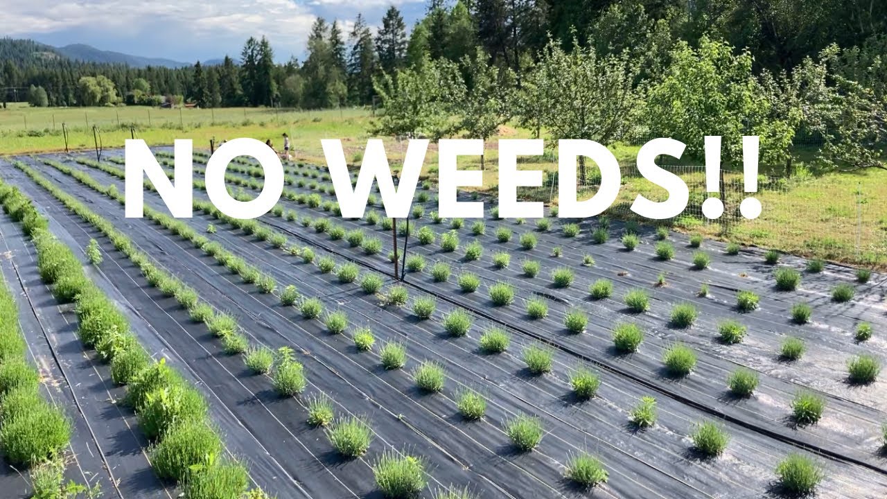 How to: GREAT looking, LOW maintenance garden. burn PERFECTLY Spaced holes in landscape fabric