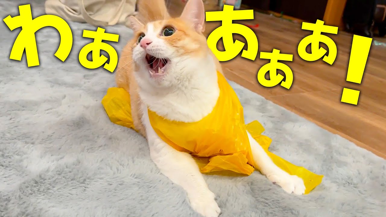 ロビンのテンションが過去最高におかしくなってしまいました…
