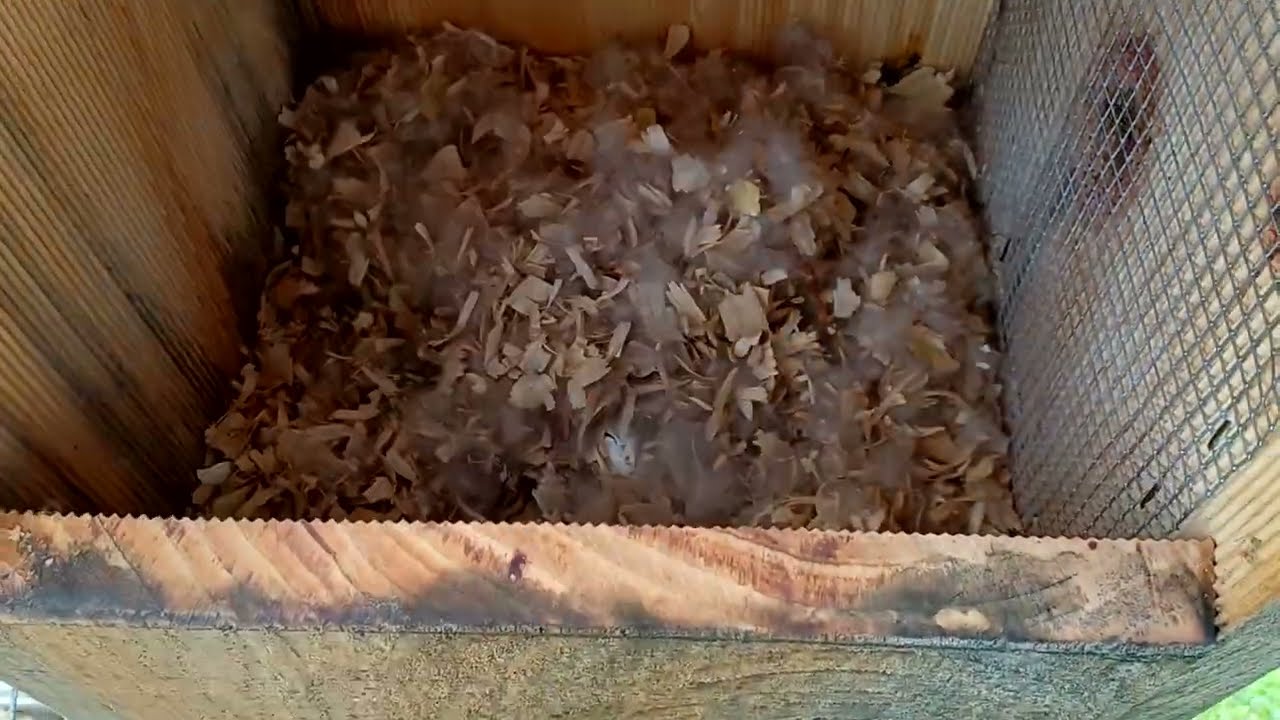 Duck baby and aviary update.