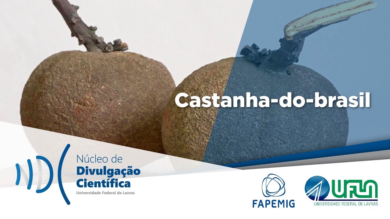 Castanha-do-brasil