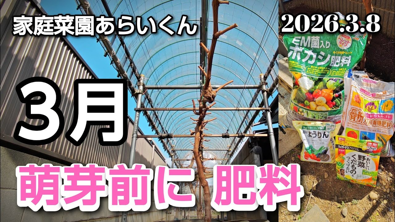 【シャインマスカット、黒系ぶどう】第１９７回、目覚めたぶどうに芽出し肥【家庭菜園】