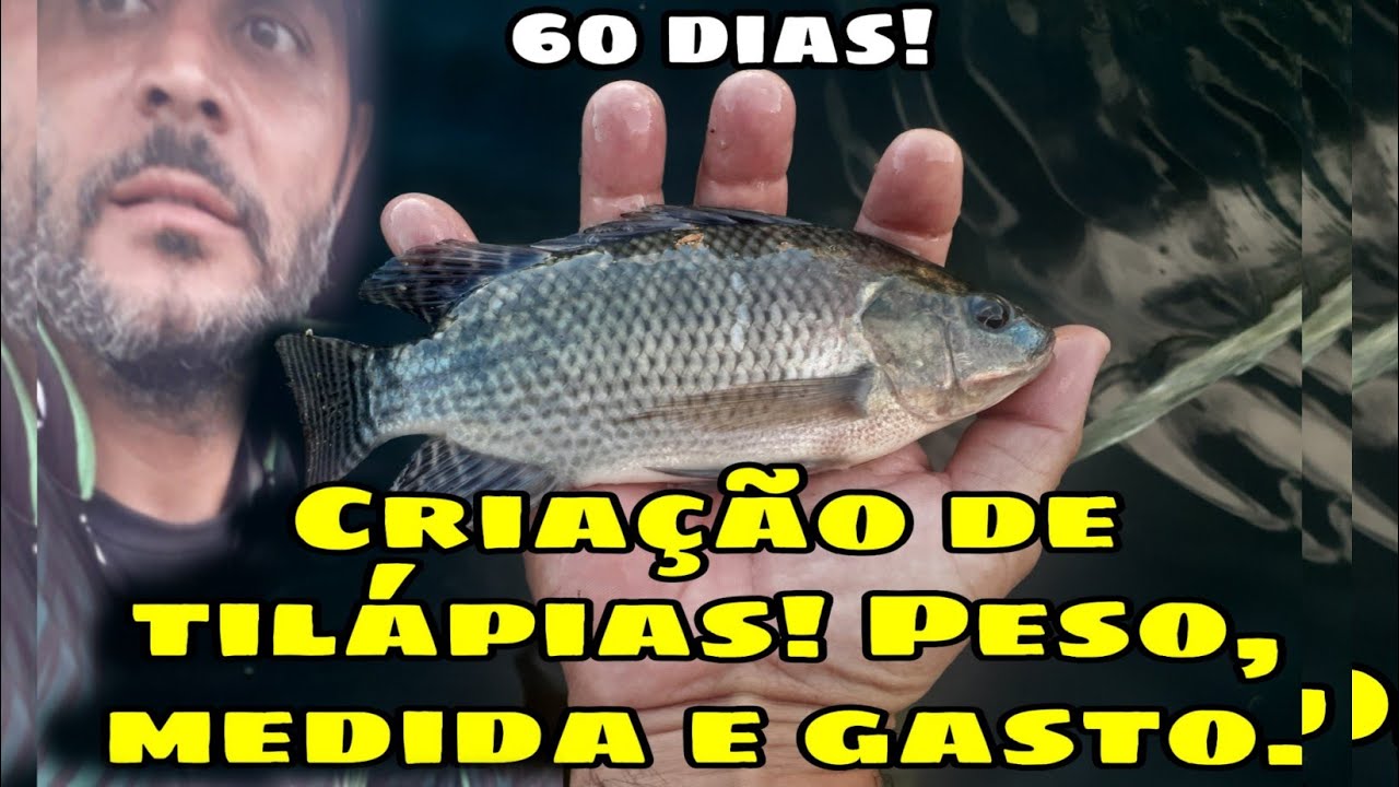1500 tilápias de 2 meses, #peso #medida e #gasto QUANTO GASTEI COM RAÇÃO ATÉ 60 DIAS.