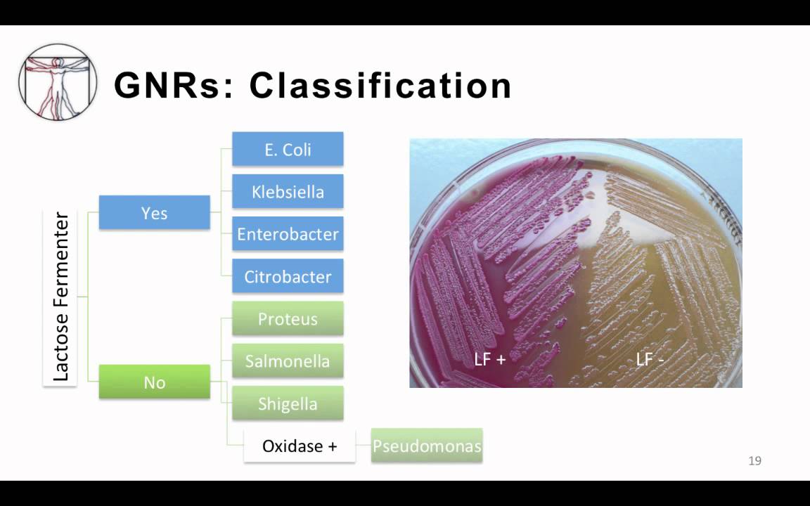 1. GNRs