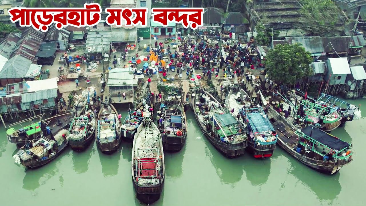 পিরোজপুর পাড়েরহাট মৎস্য বন্দরে মাছ নিয়ে হুলুস্থুল || Panorama Documentary