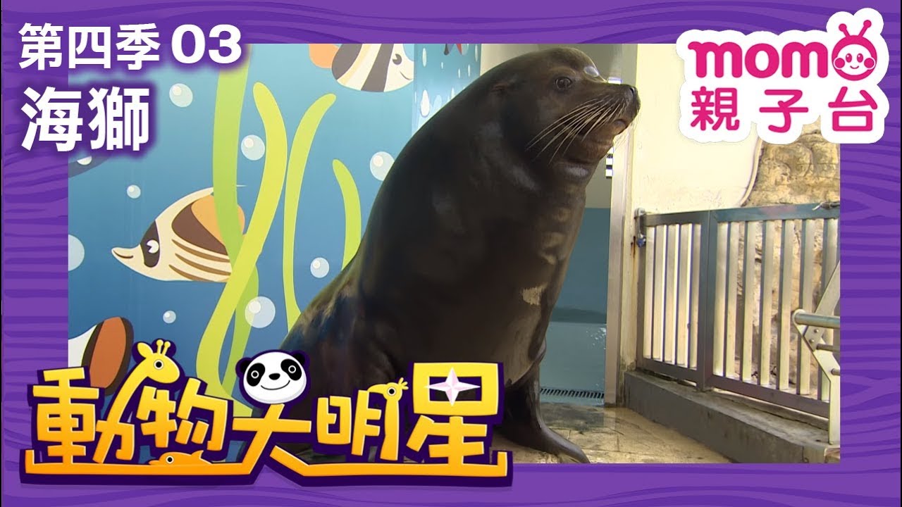 動物大明星 S4【海獅】第4季 第03集｜認識動物｜自然生態｜魚類｜爬蟲類｜昆蟲｜海洋生物｜哺乳類｜Animal big star｜兒童電視節目【親子台｜官方HD完整版】momokids